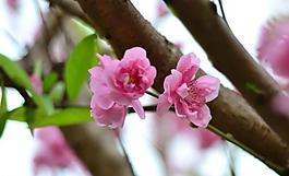 桃花圖片