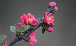 梅花圖片