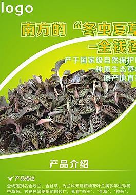 養(yǎng)生綠色展架圖片
