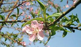 桃花圖片