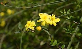 迎春花圖片