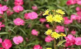 蜜蜂 翠菊?qǐng)D片