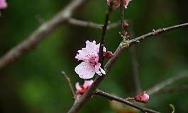 桃花圖片