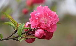 梅花圖片