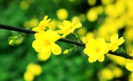 迎春花圖片