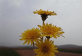 小黃花圖片