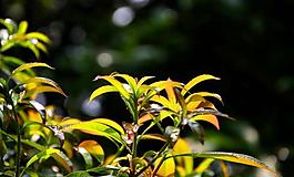 新芽圖片