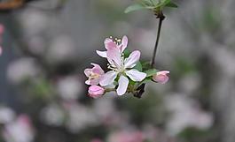 垂絲海棠圖片