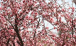 粉色春花圖片