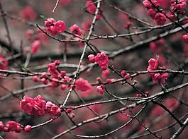 桃花圖片