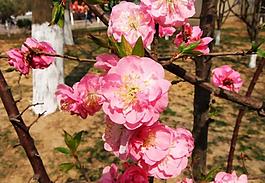 桃花圖片