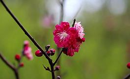 桃花圖片
