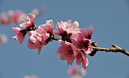 桃花圖片