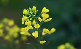 油菜花圖片