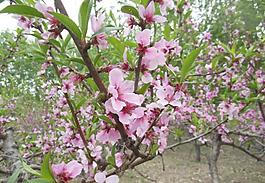 桃花圖片