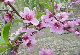 桃花圖片