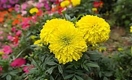 菊花图片