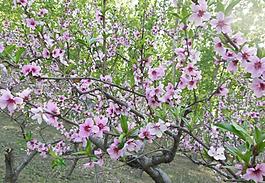桃花圖片