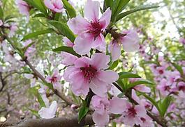 桃花圖片