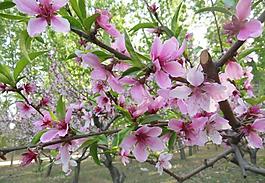 桃花圖片