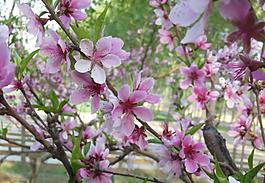 桃花圖片