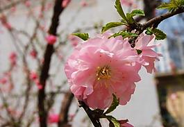 桃花圖片