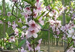 桃花圖片