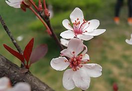 海棠 花 大自然圖片