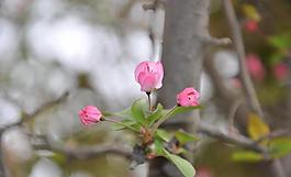海棠花圖片