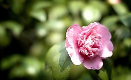 茶花 粉色图片
