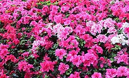 杜鵑花圖片