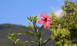 扶桑花圖片