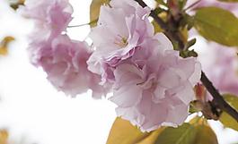 花朵圖片