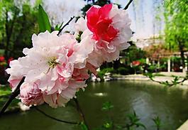 桃花圖片