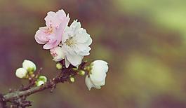杜鵑花圖片