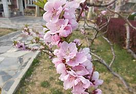 梅花图片