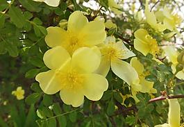 薔薇花圖片