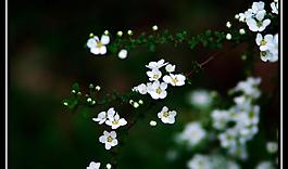 小花圖片