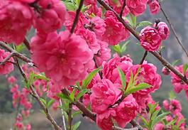 桃花圖片