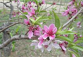 桃花圖片