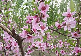 桃花圖片