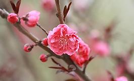 桃花圖片