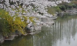 櫻花圖片