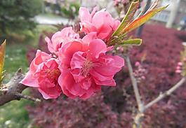梅花圖片