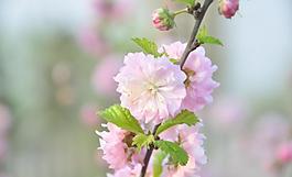 花朵圖片