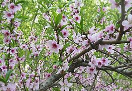 桃花圖片
