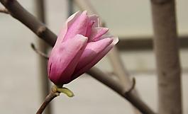 木棉花圖片