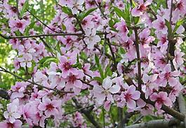 桃花圖片