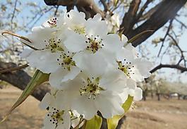 梨花圖片