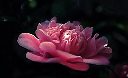 茶花 粉色圖片